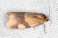 Zelotherses ferugana