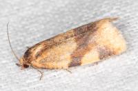 Zelotherses ferugana