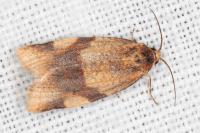 Zelotherses ferugana