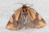 Zelotherses ferugana