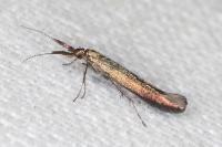 Coleophora aleramica