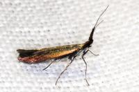 Coleophora aleramica