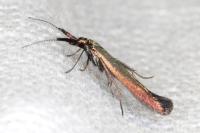 Coleophora aleramica