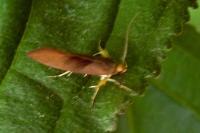 Crassa unitella