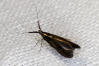 Coleophora aleramica