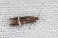 Aproaerema suecicella