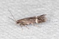 Aproaerema suecicella