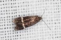 Aproaerema suecicella