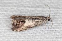 Cydia ilipulana