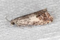 Cydia ilipulana