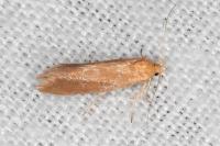 Crassa tinctella