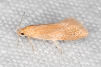 Crassa tinctella