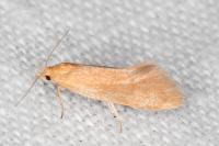 Crassa tinctella