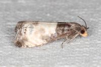 Notocelia cynosbatella
