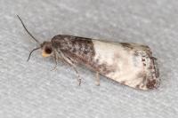 Notocelia cynosbatella