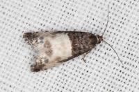 Notocelia cynosbatella