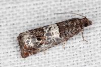 Notocelia trimaculana