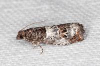 Notocelia trimaculana