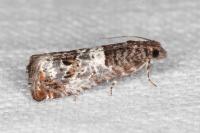 Notocelia trimaculana