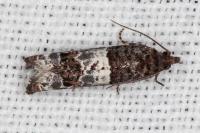 Notocelia trimaculana