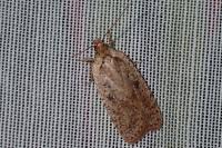 Agonopterix scopariella