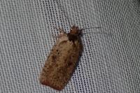 Agonopterix scopariella