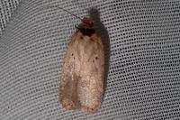 Agonopterix scopariella