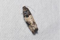 Gypsonoma sociana