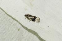 Apotomis turbidana