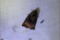 Archips podana