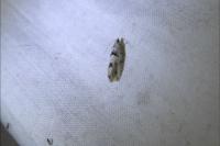 Epinotia bilunana