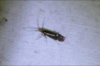 Esperia sulphurella