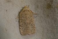 Agonopterix