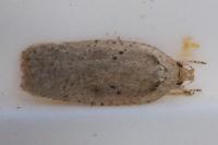 Agonopterix