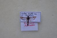 Synanthedon flaviventris
