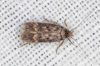 Bryotropha pallorella