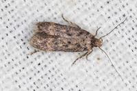 Bryotropha pallorella