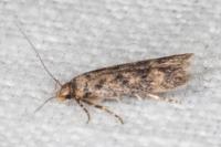 Bryotropha pallorella
