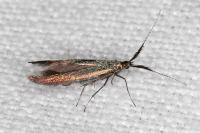 Coleophora aleramica