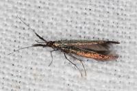 Coleophora aleramica