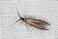 Coleophora aleramica