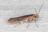 Bryotropha terrella