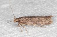 Bryotropha terrella