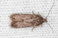 Bryotropha terrella
