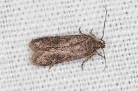 Bryotropha terrella