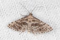 Alucita grammodactyla