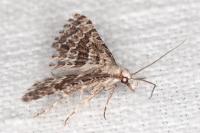Alucita grammodactyla