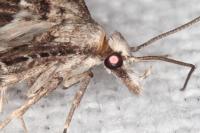 Alucita grammodactyla