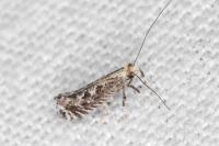 Parornix torquillella