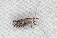 Parornix torquillella